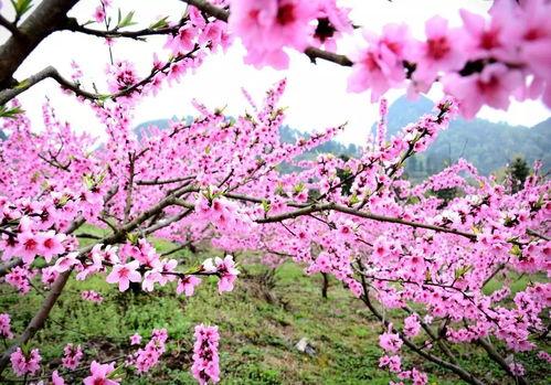 桃花满地手机版无码,手机版无码体验，畅游虚拟世界新篇章