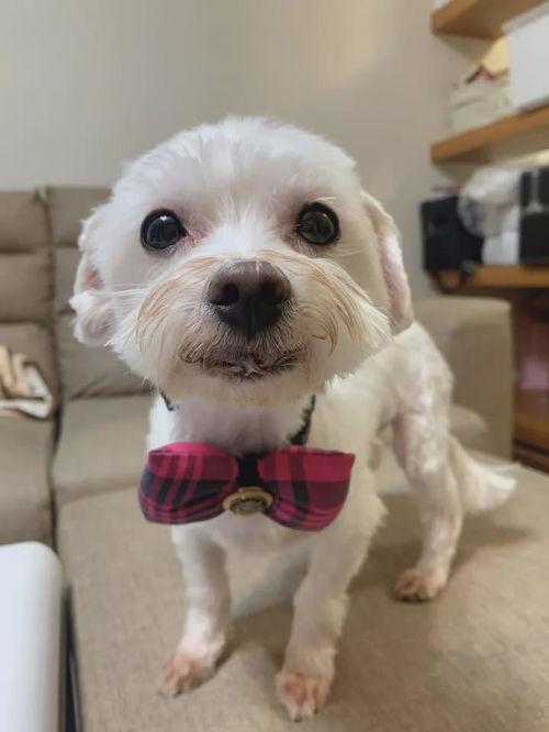 小母狗还要老公快使劲,老公，快使劲，爱意浓烈！