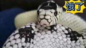 蛇脱皮的过程视频,自然界的神奇蜕变过程