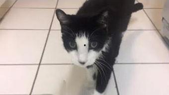 叫声好听无码磁力,探寻动听叫声的神秘魅力